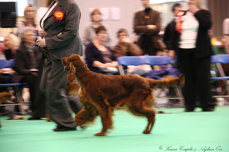 Crufts2011 903.jpg